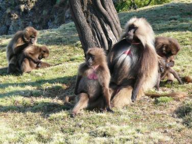 Babouins Gelada