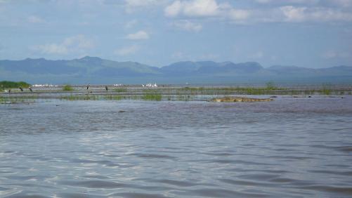 Lac chamo : croco et oiseaux