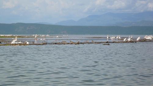 Lac chamo : oiseaux