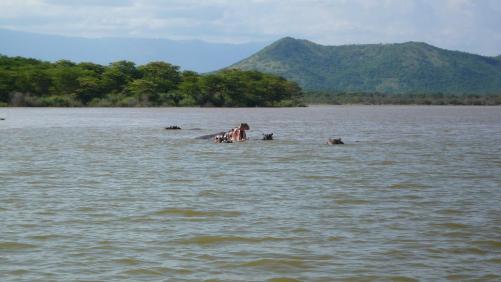 Lac Chamo : hippos