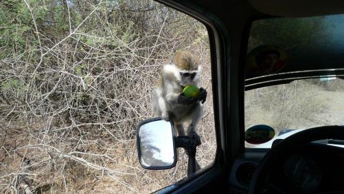 Singe gourmand, Awash