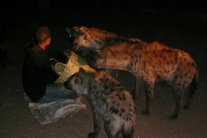 Harar- repas des hyènes