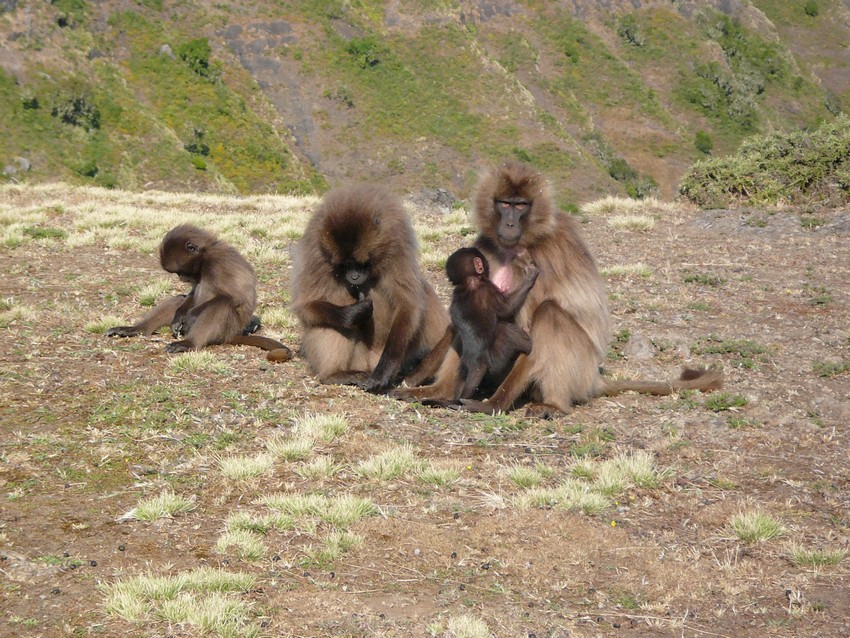 Babouins gelada Simien