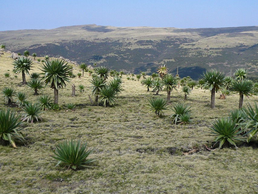 Parc du Simien 1