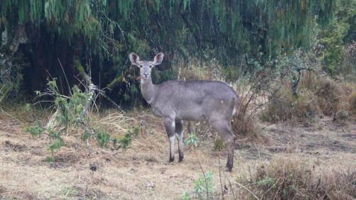 Nyala femelle